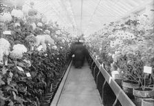 Department of Agriculture Chrysanthemum Show, 1917. Creator: Harris & Ewing