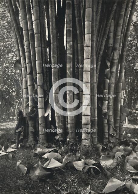 'Der untere Teil der Halme einer Pflanze des Riesenbambus in Peradeniya', 1926. Artist: Unknown.