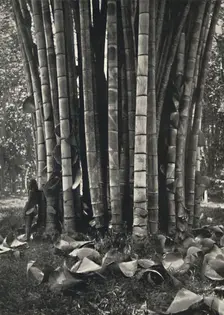 Der untere Teil der Halme einer Pflanze des Riesenbambus in Peradeniya 1926