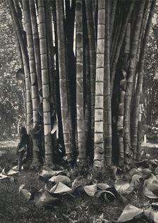 Der untere Teil der Halme einer Pflanze des Riesenbambus in Peradeniya 1926