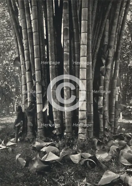 'Der untere Teil der Halme einer Pflanze des Riesenbambus in Peradeniya', 1926. Artist: Unknown.