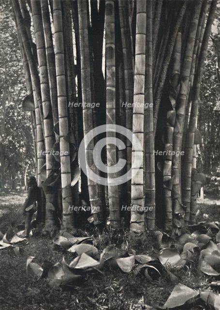 'Der untere Teil der Halme einer Pflanze des Riesenbambus in Peradeniya', 1926. Artist: Unknown.