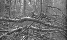 Des deux cotes du front; Soldats saxons photograpies dans leur tranchee 1914-1915. Creator: Unknown