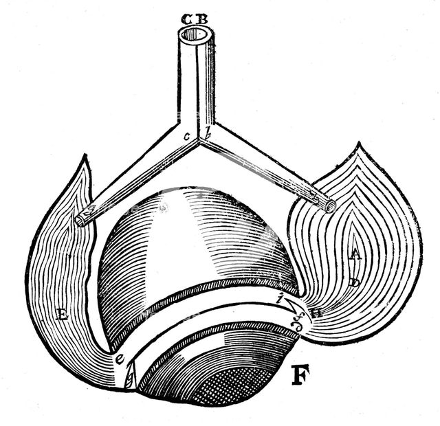Descartes' representation of the antagonistic eye muscles, 1692. Creator: Unknown.