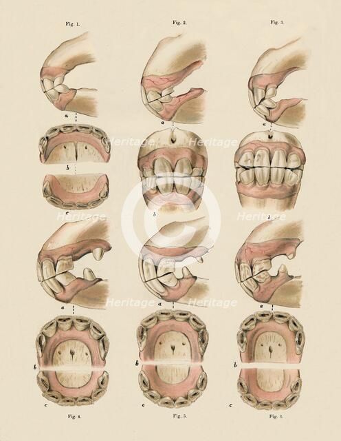 'Description of Plate Showing the Age, As Indicated By The Teeth', c1879. Creator: Unknown.