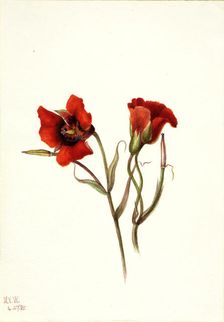 Desert Mariposa (Calochortus kennedyi), 1935. Creator: Mary Vaux Walcott