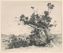 Desert Cedars, New Mexico, 1920. Creator: George Elbert Burr