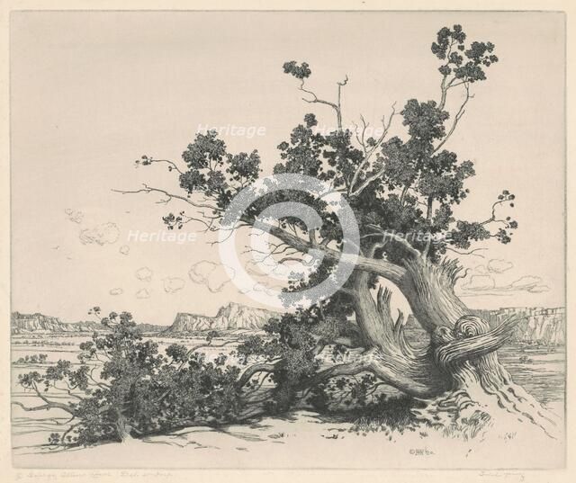 Desert Cedars, New Mexico, 1920. Creator: George Elbert Burr.