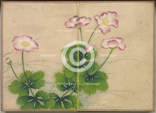 Desk Album: Flower and Bird Paintings (mallow flowers), 18th Century. Creator: Zhang Ruoai (Chinese).