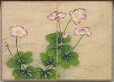 Desk Album: Flower and Bird Paintings (mallow flowers), 18th Century. Creator: Zhang Ruoai (Chinese)
