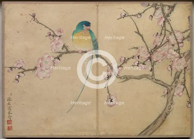 Desk Album: Flower and Bird Paintings (Bird with Plum Blossoms), 18th Century. Creator: Zhang Ruoai (Chinese).