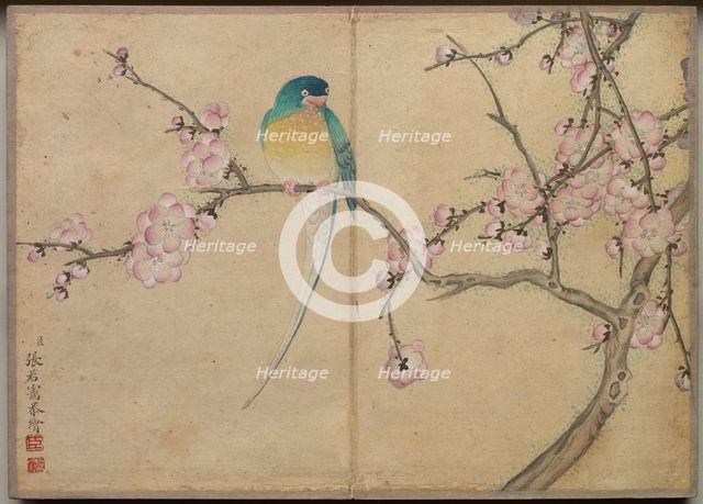 Desk Album: Flower and Bird Paintings (Bird with Plum Blossoms), 18th Century. Creator: Zhang Ruoai (Chinese).