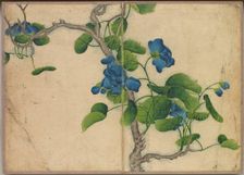 Desk Album: Flower and Bird Paintings (Climbing Blue Flowers), 18th Century. Creator: Zhang Ruoai (Chinese)