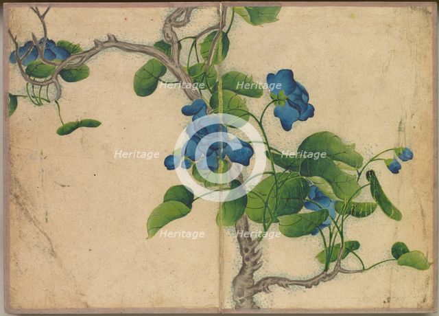 Desk Album: Flower and Bird Paintings (Climbing Blue Flowers), 18th Century. Creator: Zhang Ruoai (Chinese).