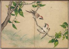Desk Album: Flower and Bird Paintings (Gossiping Sparrows), 18th Century. Creator: Zhang Ruoai (Chinese)
