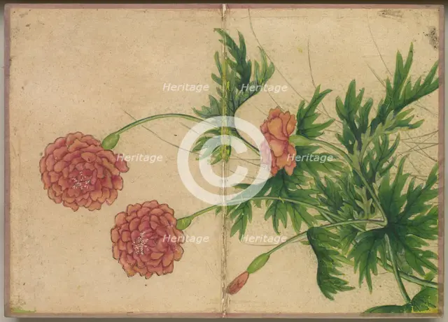 Desk Album: Flower and Bird Paintings (Peony), 18th Century. Creator: Zhang Ruoai (Chinese).