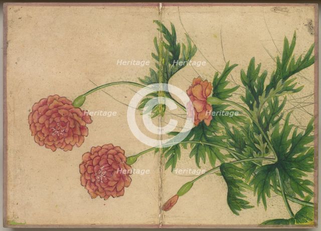 Desk Album: Flower and Bird Paintings (Peony), 18th Century. Creator: Zhang Ruoai (Chinese).