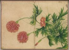 Desk Album: Flower and Bird Paintings (Peony), 18th Century. Creator: Zhang Ruoai (Chinese)