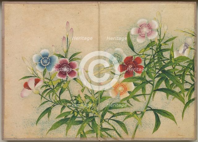 Desk Album: Flower and Bird Paintings (Pinks), 18th Century. Creator: Zhang Ruoai (Chinese).
