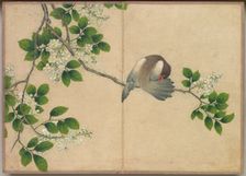 Desk Album: Flower and Bird Paintings (Preening Bird), 18th Century. Creator: Zhang Ruoai (Chinese)