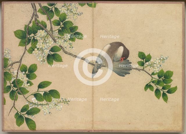 Desk Album: Flower and Bird Paintings (Preening Bird), 18th Century. Creator: Zhang Ruoai (Chinese).