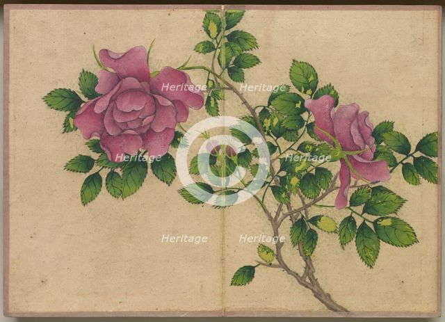 Desk Album: Flower and Bird Paintings (Rose), 18th Century. Creator: Zhang Ruoai (Chinese).
