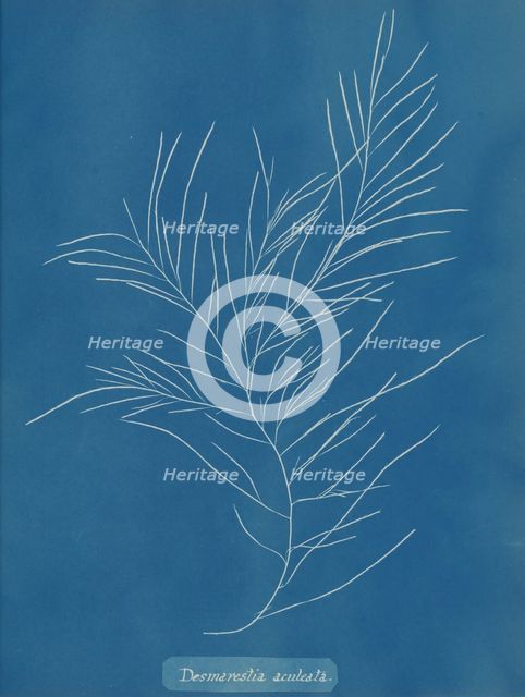 Desmarestia aculeata, ca. 1853. Creator: Anna Atkins.
