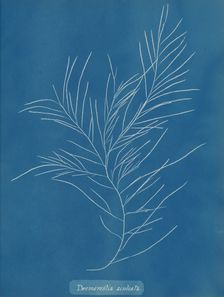 Desmarestia aculeata, ca. 1853. Creator: Anna Atkins