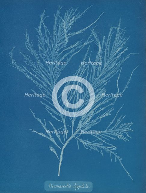 Desmarestia liqulata, ca. 1853. Creator: Anna Atkins.