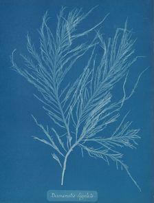 Desmarestia liqulata, ca. 1853. Creator: Anna Atkins