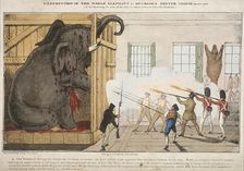 Destruction of the noble elephant sat Mr Cross's Exeter Change 1826. Artist: Ingrey and Madeley
