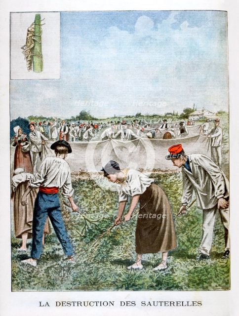 Destroying the grasshopper, 1901. Artist: Unknown