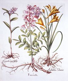 Dittany, White Helleborine and Yellow Day Lily, from Hortus Eystettensis by Basil Besler (1561-16