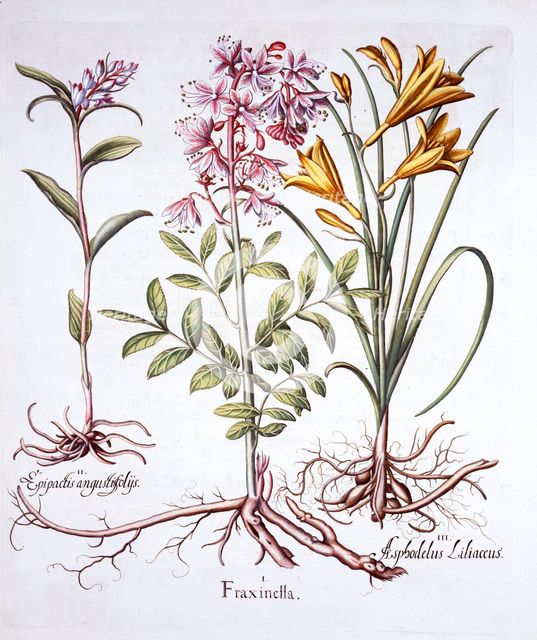 Dittany, White Helleborine and Yellow Day Lily, from 'Hortus Eystettensis', by Basil Besler (1561-16