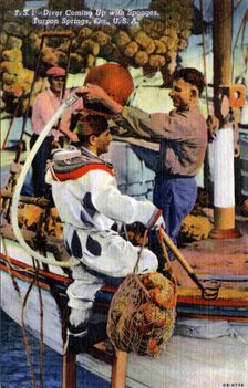 Diver coming up with sponges, Tarpon Springs, Florida, USA, 1940