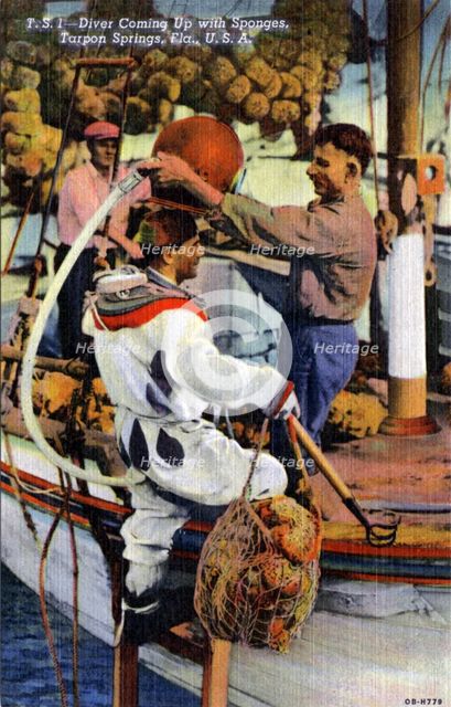 Diver coming up with sponges, Tarpon Springs, Florida, USA, 1940. Artist: Unknown
