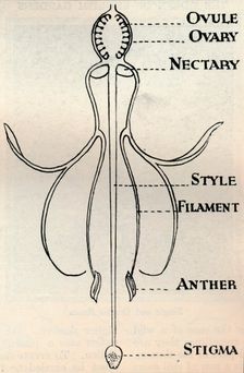 Diagram of a Fuchsia flower, showing the mechanism employed to produce seeds c1934