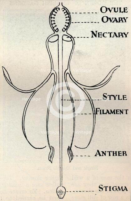 'Diagram of a Fuchsia flower, showing the mechanism employed to produce seeds', c1934. Artist: Unknown.