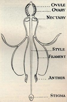 Diagram of a Fuchsia flower, showing the mechanism employed to produce seeds c1934
