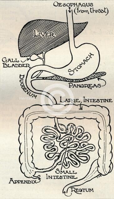 'Diagram showing the Alimentary Canal, which passes right through the body', c1934. Artist: Unknown.