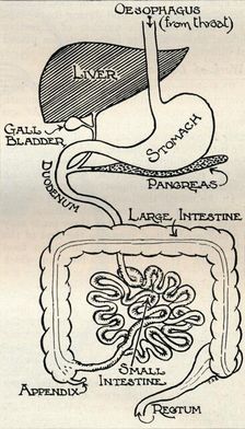 Diagram showing the Alimentary Canal, which passes right through the body c1934