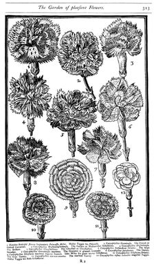 Dianthus (Carnations and Pinks), 1629. Creator: Unknown