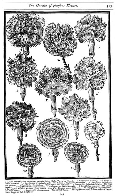 Dianthus (Carnations and Pinks), 1629. Creator: Unknown.