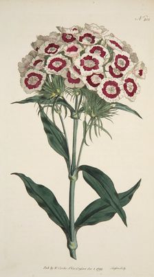 Dianthus Barbatus (Bearded Pink), pub. 1792 (hand coloured engraving). Creator: English School (18th Century)