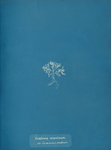 Diatoma marinum on Ceramium rubrum, ca. 1853. Creator: Anna Atkins