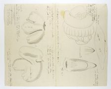Diceros bicornis bicornis (Rhinoceros), organs, in or after 1778. Creator: Robert Jacob Gordon