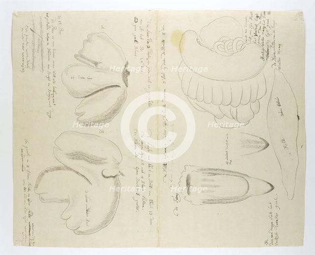 Diceros bicornis bicornis (Rhinoceros), organs, in or after 1778. Creator: Robert Jacob Gordon.