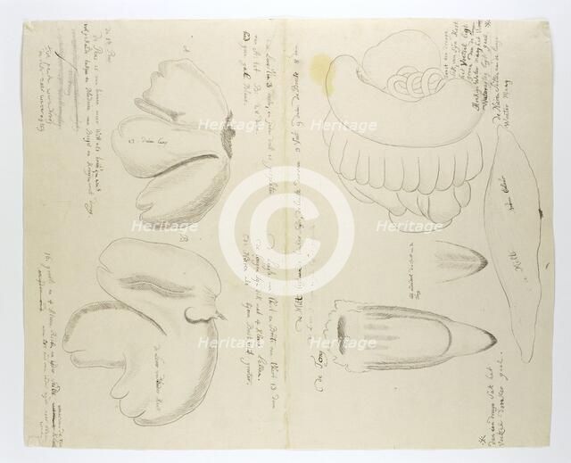 Diceros bicornis bicornis (Rhinoceros), organs, in or after 1778. Creator: Robert Jacob Gordon.