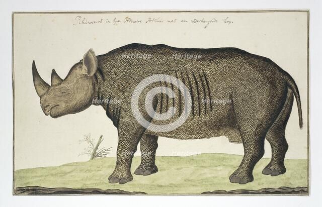 Diceros bicornis (Black Rhinoceros), in or after 1778. Creator: Robert Jacob Gordon.