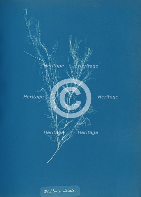 Dichloria viridis, ca. 1853. Creator: Anna Atkins.